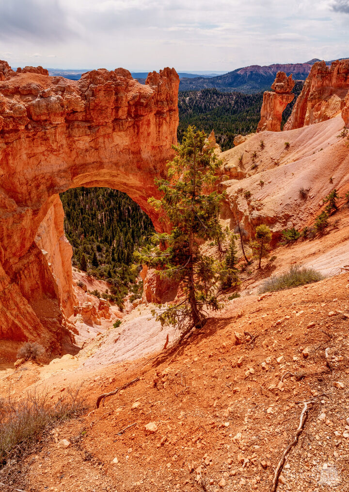 Bryce Canyon Natural Bridge Vertical