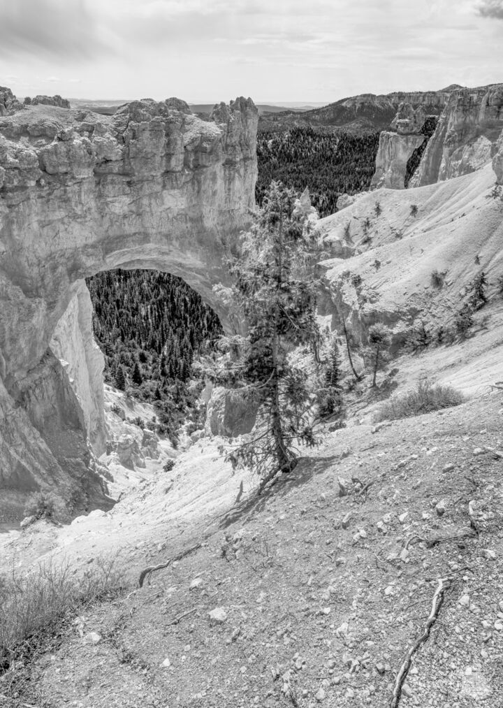 Bryce Canyon Natural Bridge Vertical Grayscale