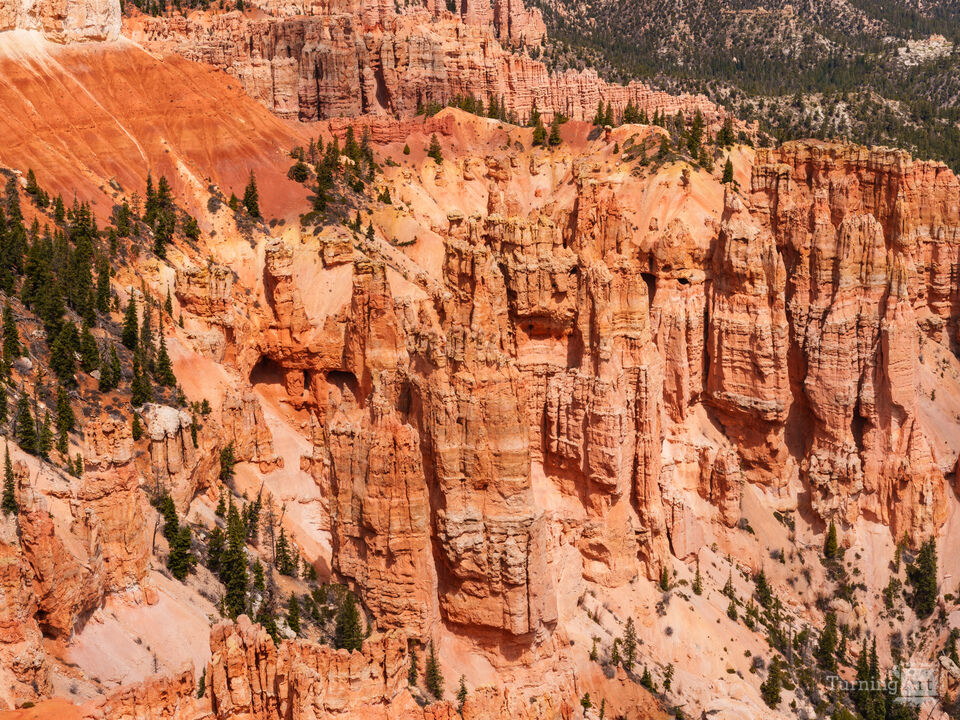 Hoodoos At Rainbow Point Bryce Canyon