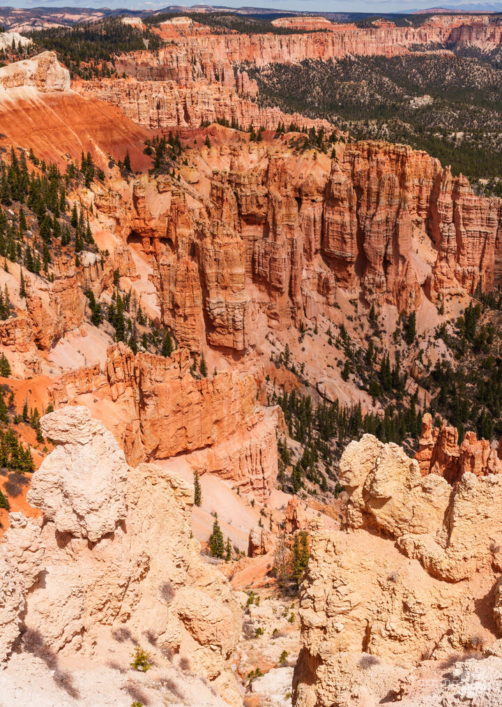 Hoodoos At Rainbow Point Bryce Canyon Vertical