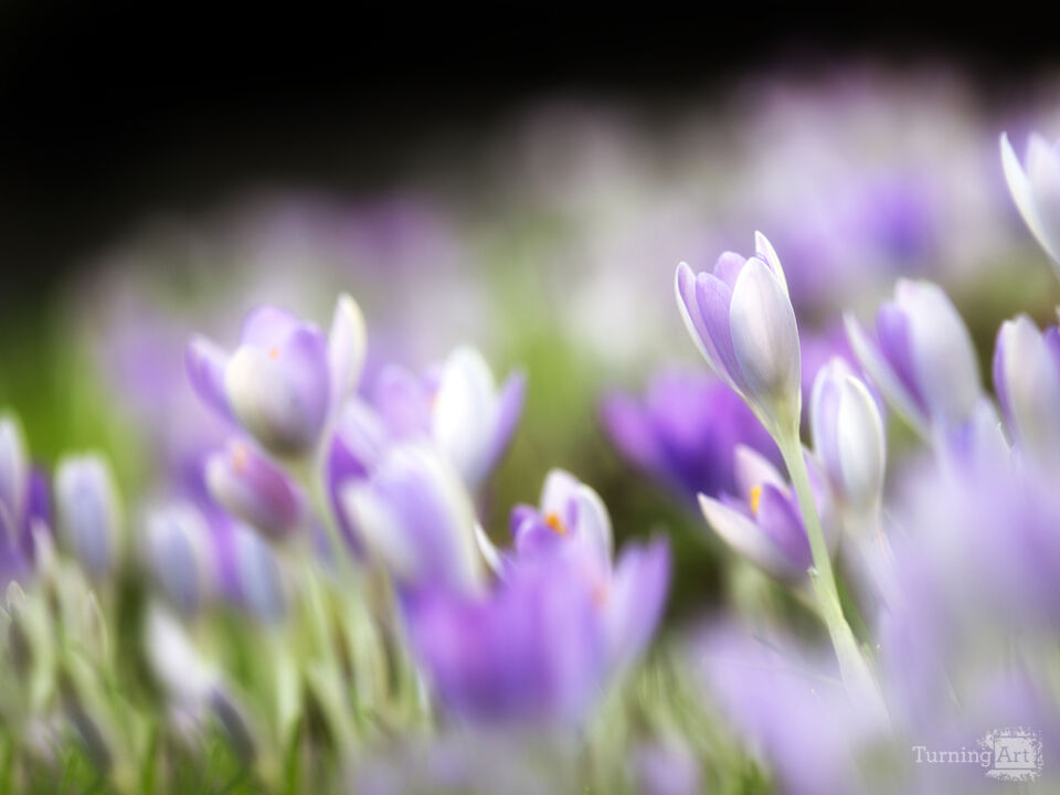 Crocus Garden