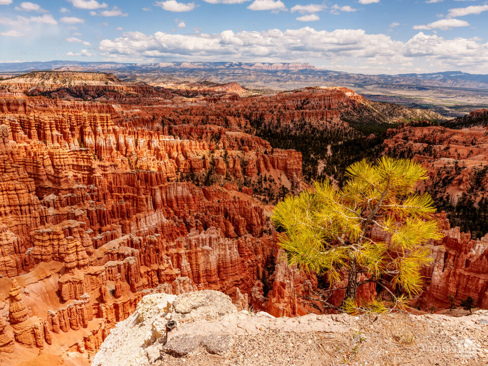 Tree On Edge At Inspiration Point