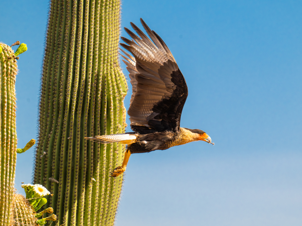 Caracara leaves nest with a snack