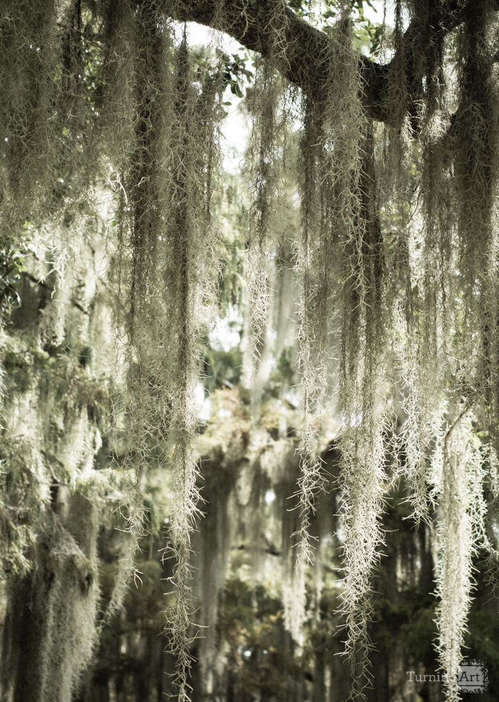 Veiled Transcendence