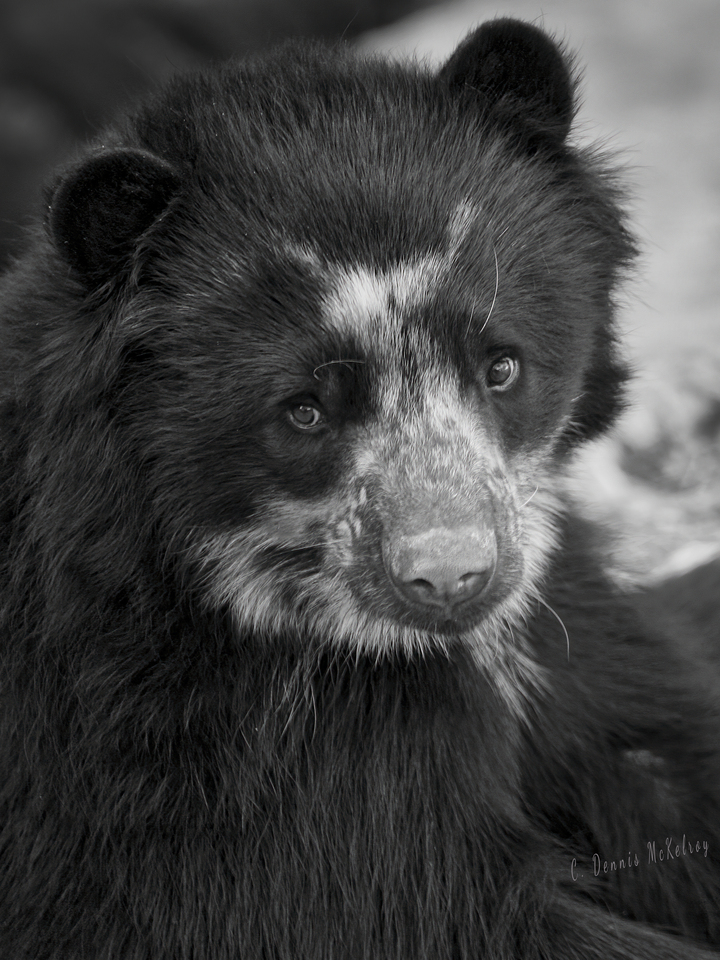 Black Bear Portrait