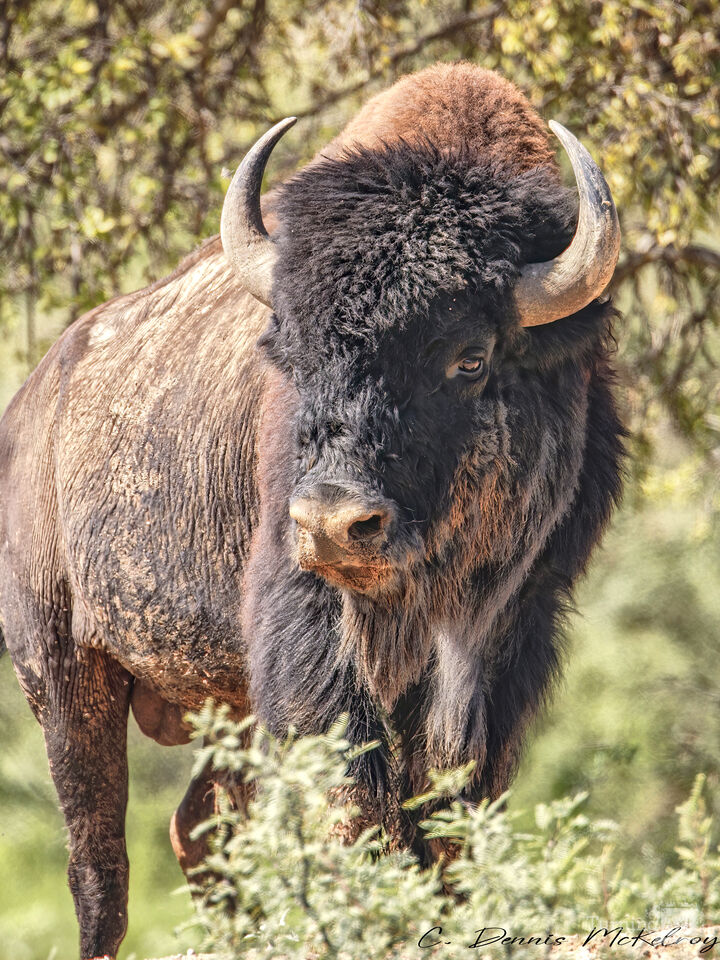 Bison Bull