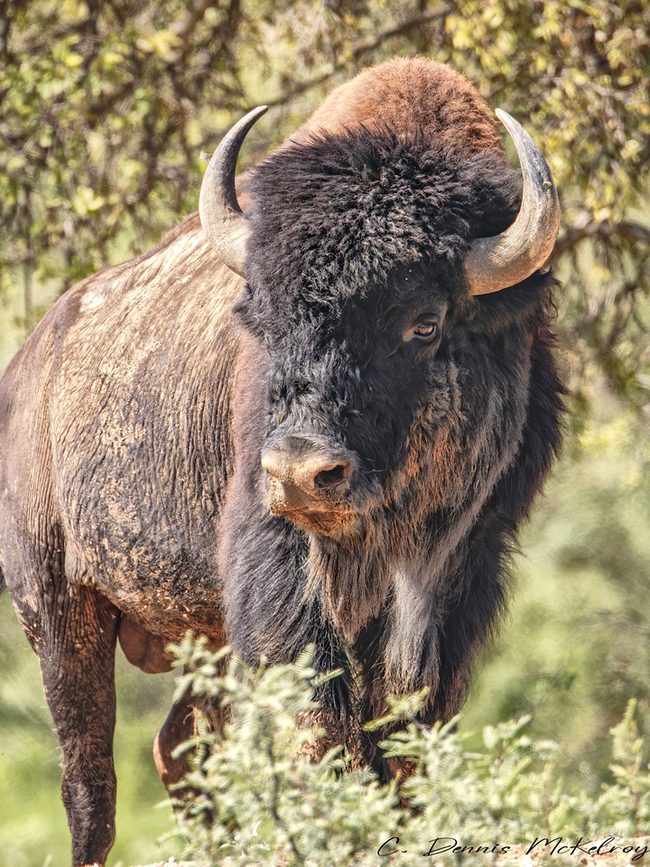 Bison Bull