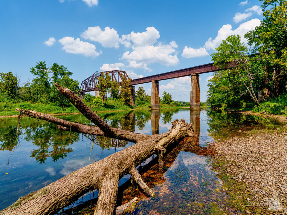 Cotter River Banked Tree