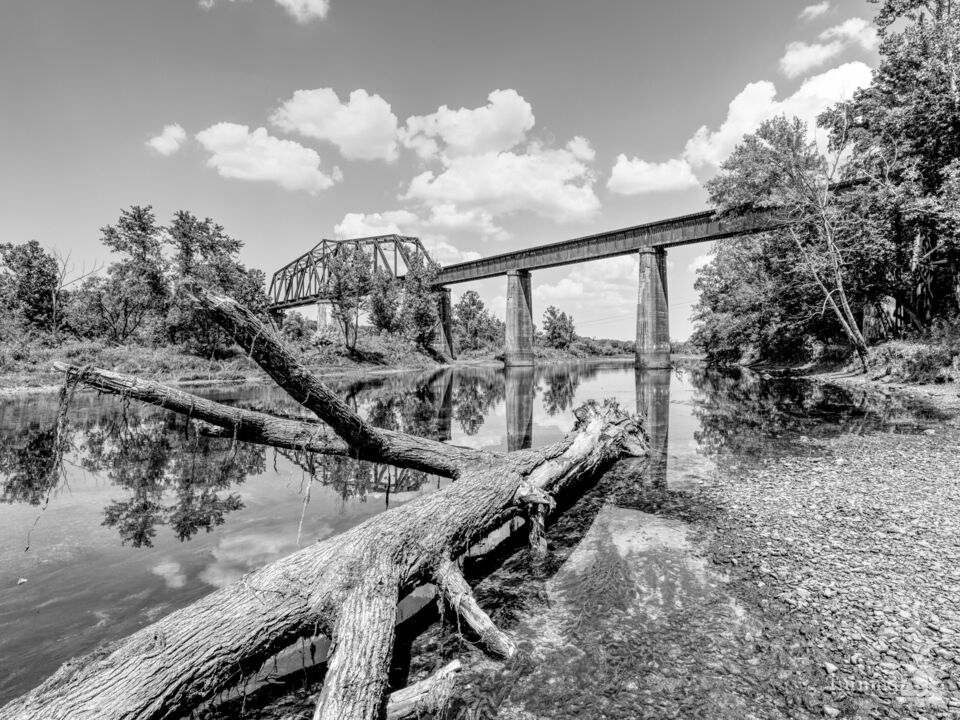 Cotter River Banked Tree Grayscale