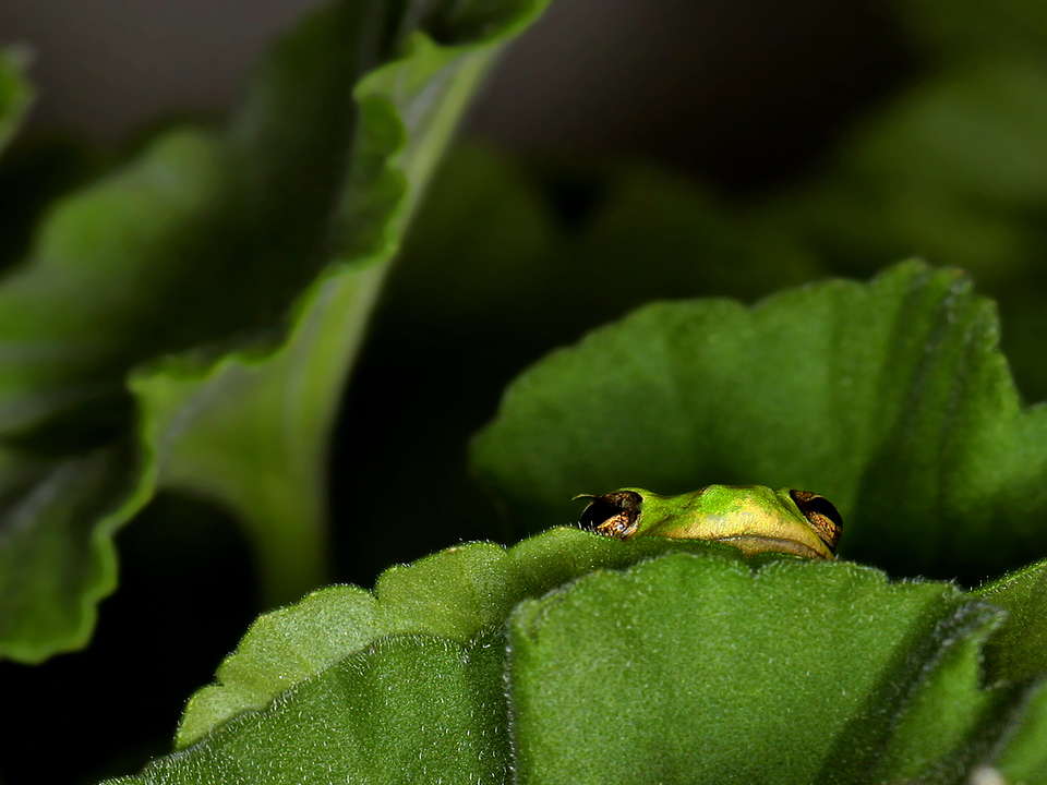 Tree Frog Peeking