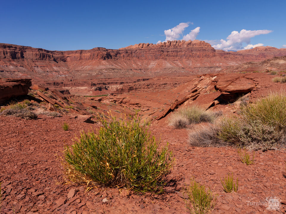 Plant At Hite Overlook Utah