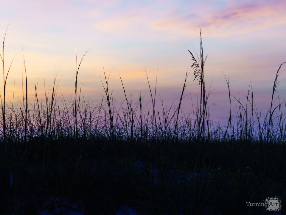 Navarre Sea Oats Grass Dawn
