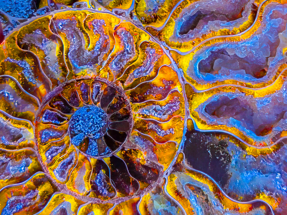 Ammonite Fossil Detail