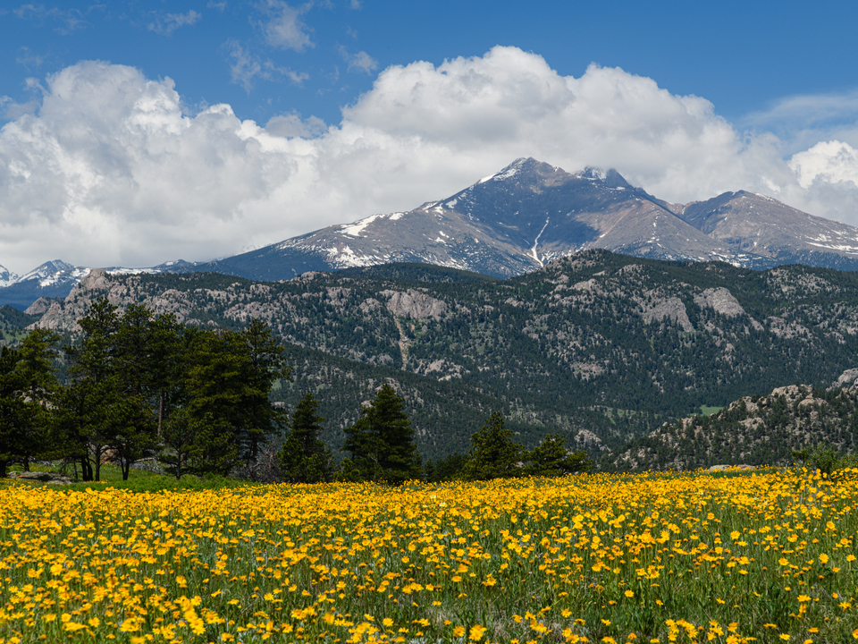 Long's Peak in a field of wildflowers