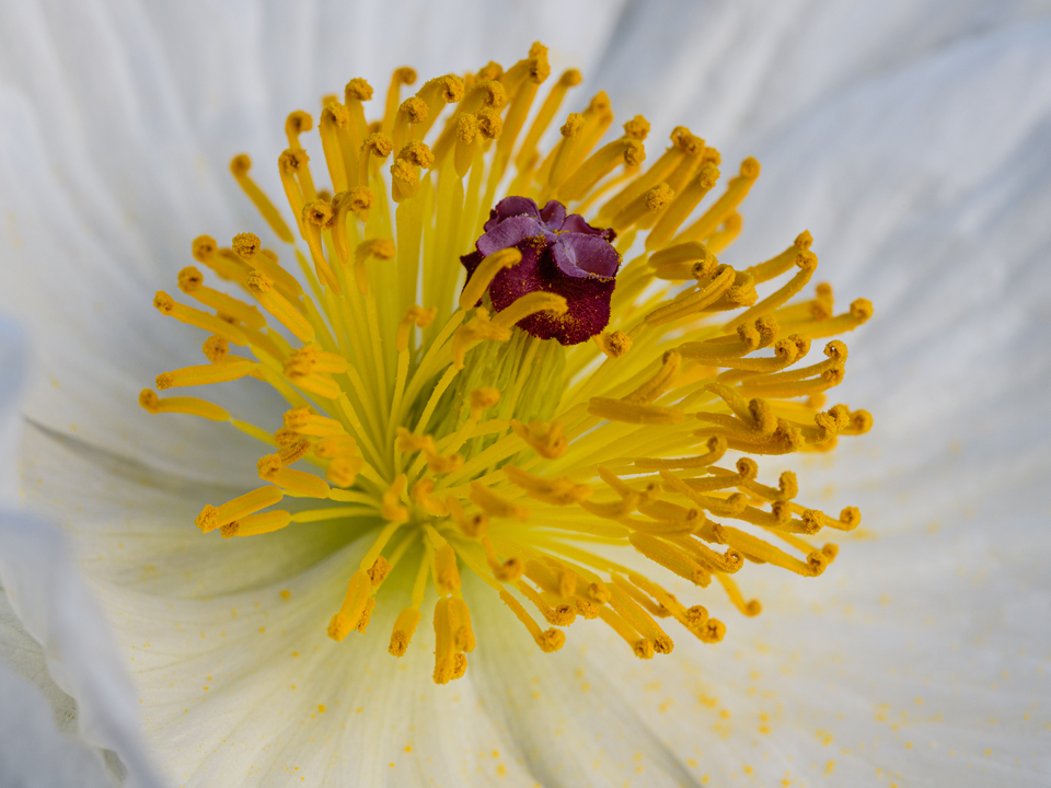 White Poppy