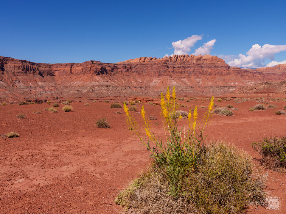 Princes Plume Plant Hite Overlook
