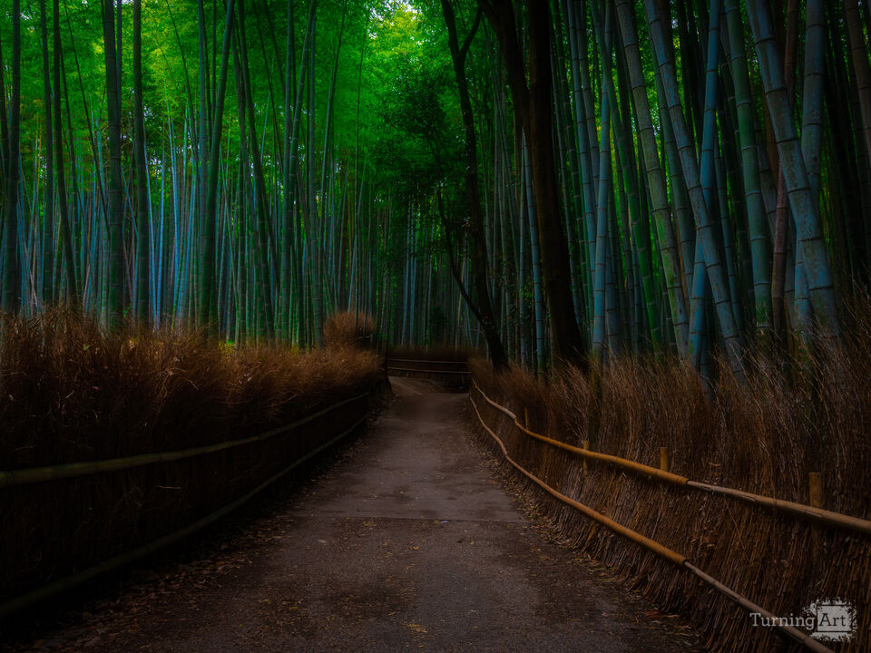 Whispers of Kyoto’s bamboo heart