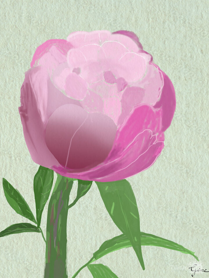 Pink Peony Kanji