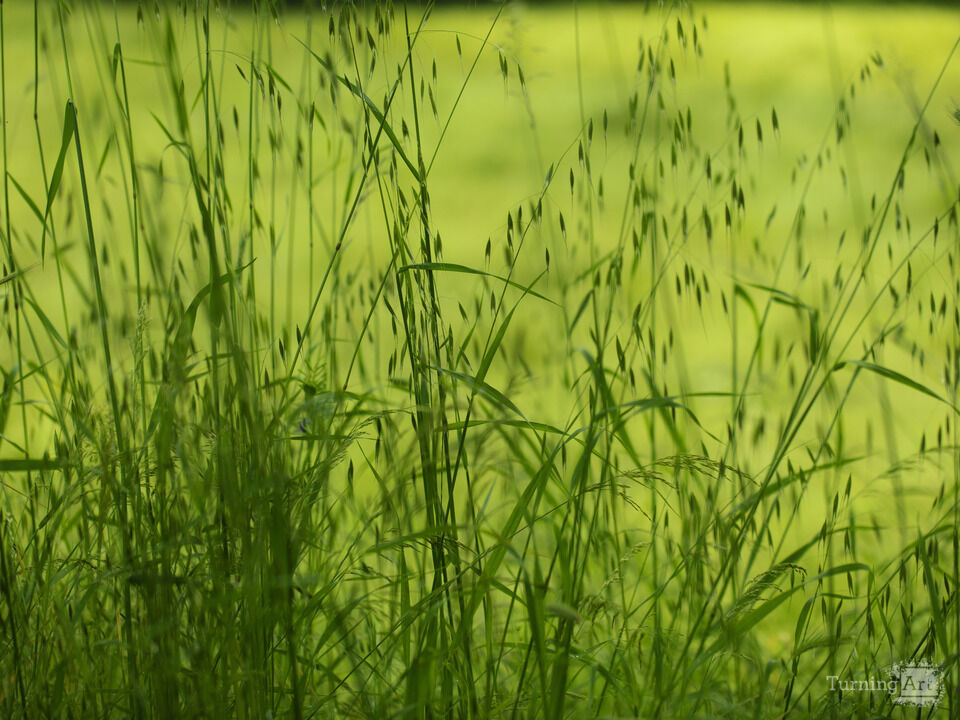 Tall field grasses, Tuscany