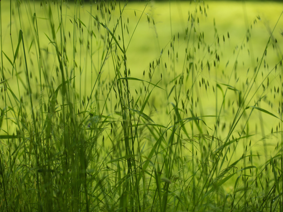 Tall field grasses, Tuscany