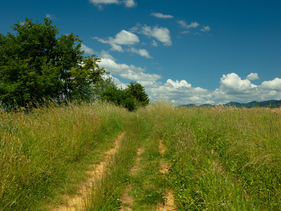 A rustic road in Tuscany