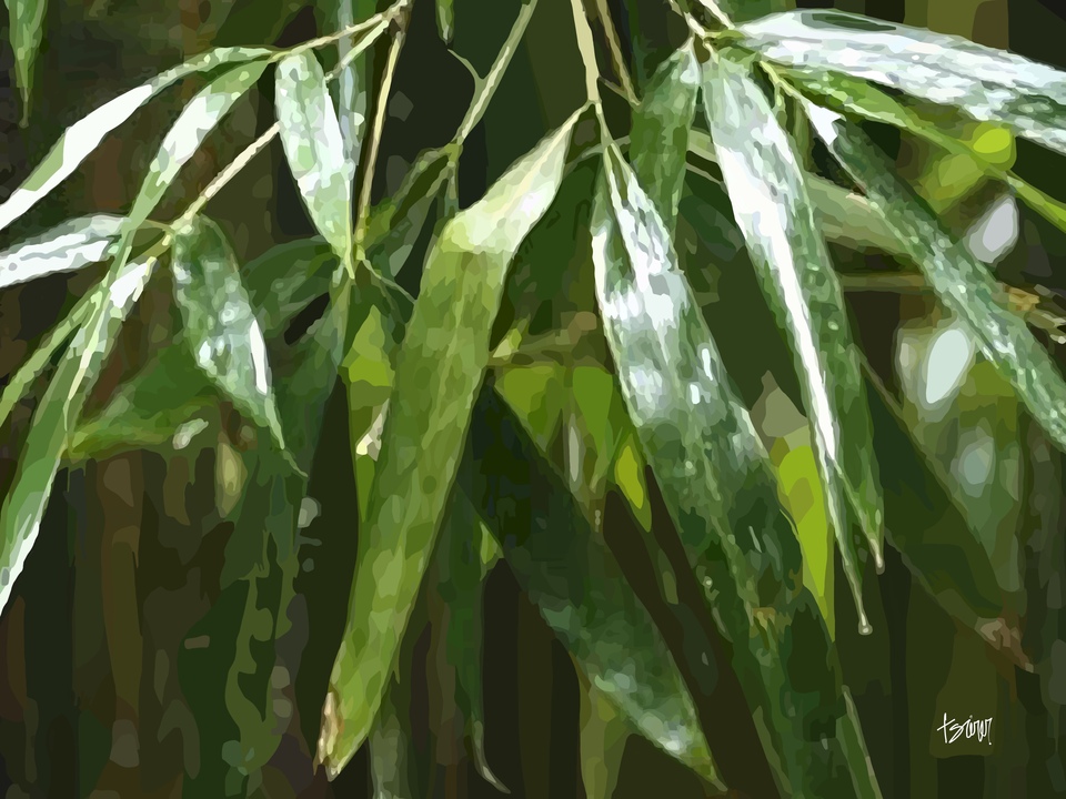 Bamboo