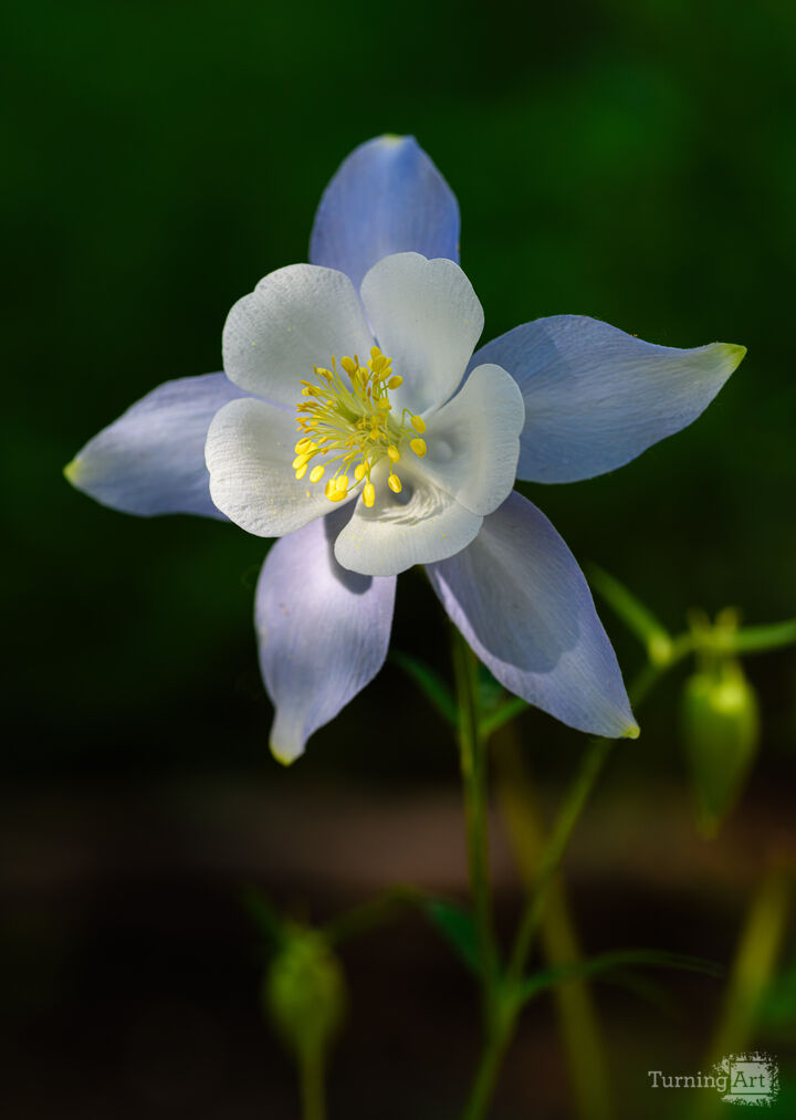 One cool Columbine