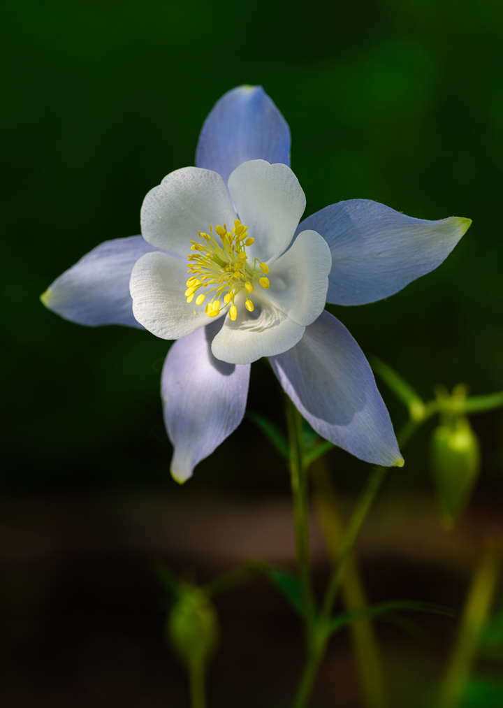 One cool Columbine