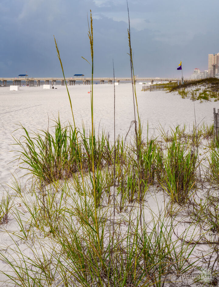 Sea Oats Orange Beach Alabama