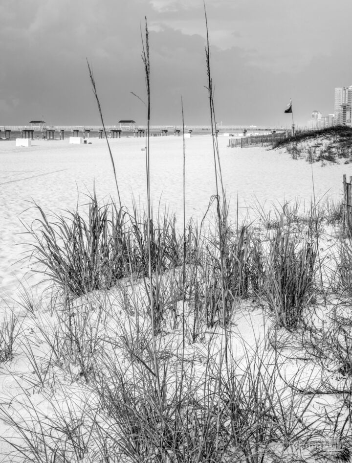 Sea Oats Orange Beach Alabama Grayscale