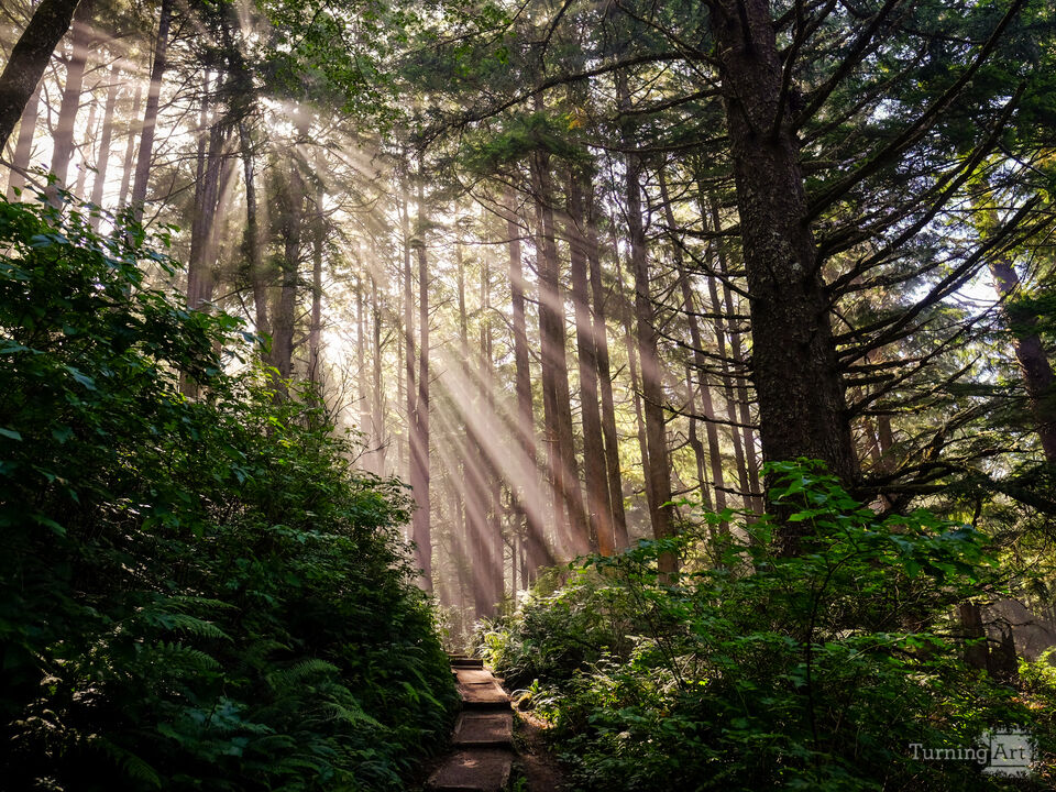 Forest Rays