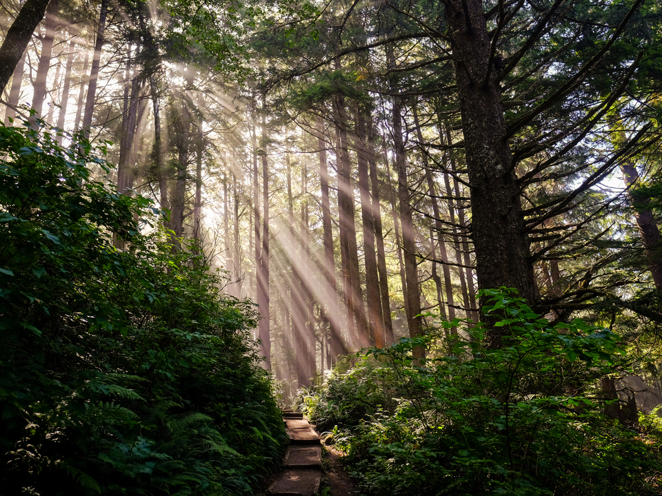 Forest Rays
