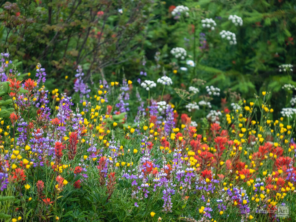 Alpine Wildflowers