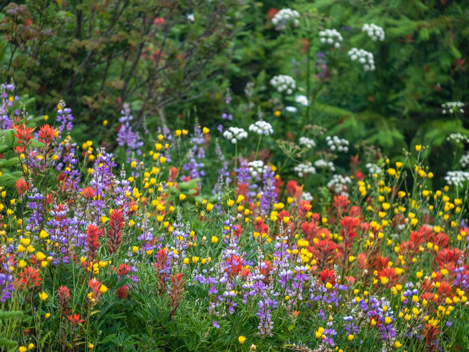 Alpine Wildflowers