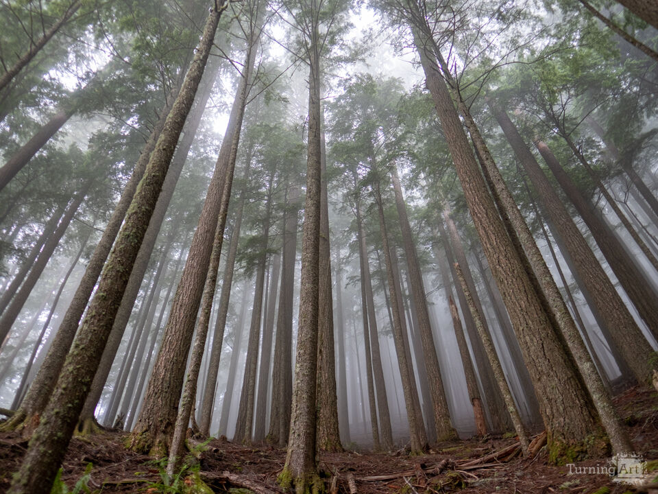 Foggy Forest Trails