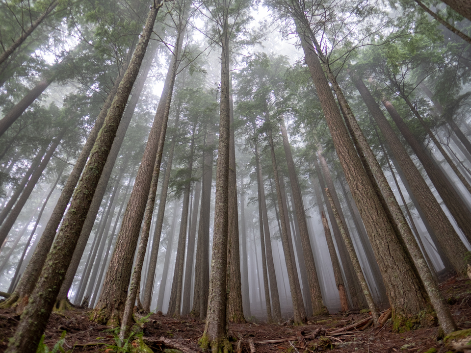 Foggy Forest Trails
