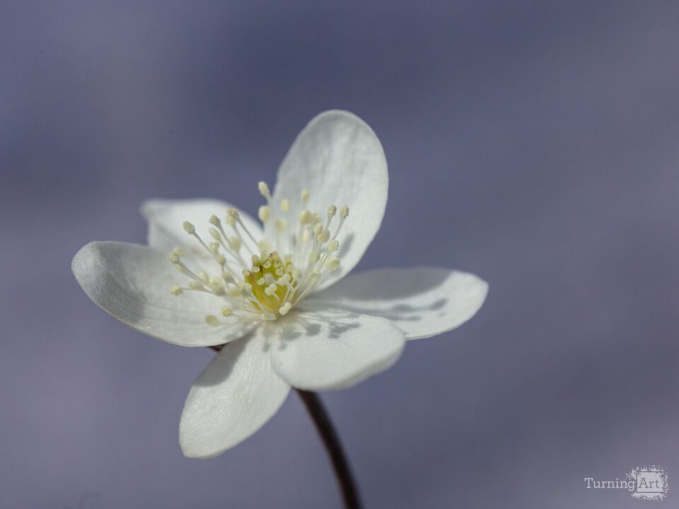 White Anemone portrait.