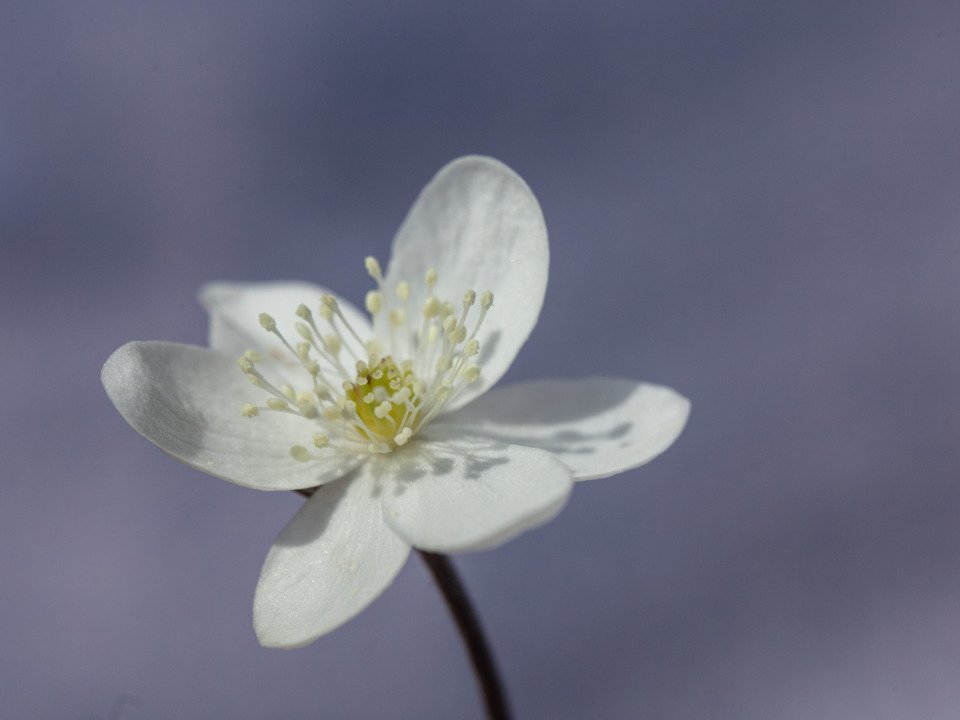 White Anemone portrait.