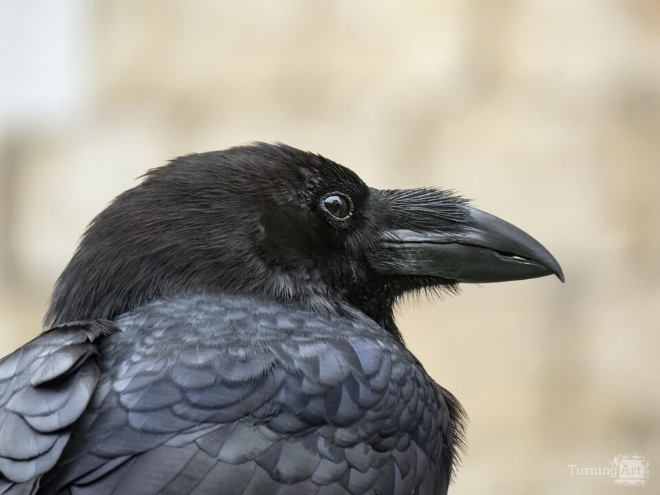 Raven of the Tower of London