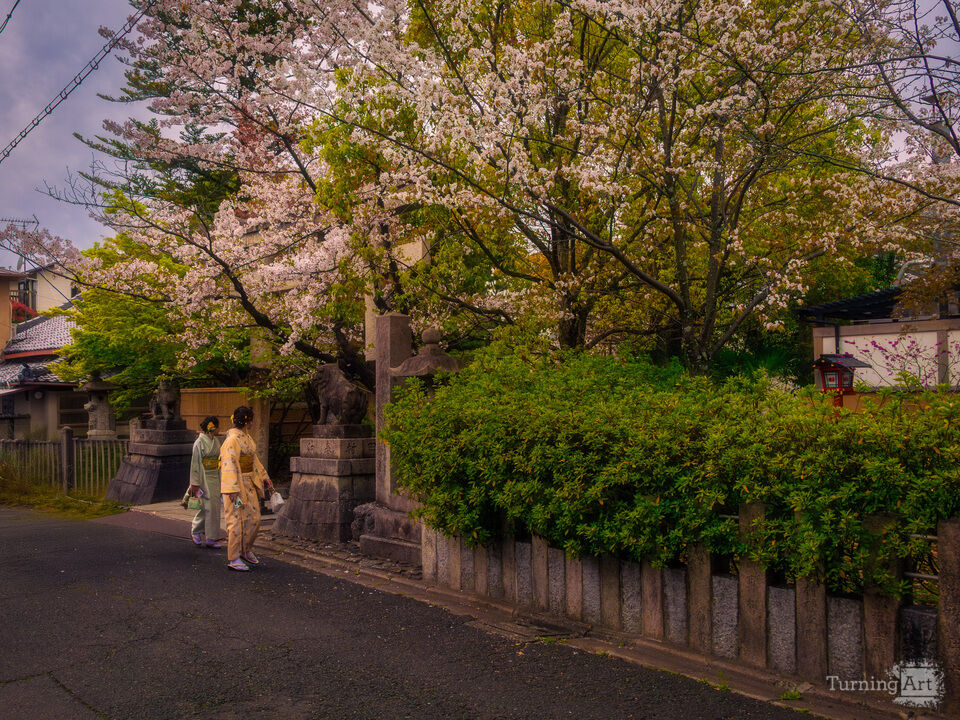 Women in Yukata Under Cherry Blossoms