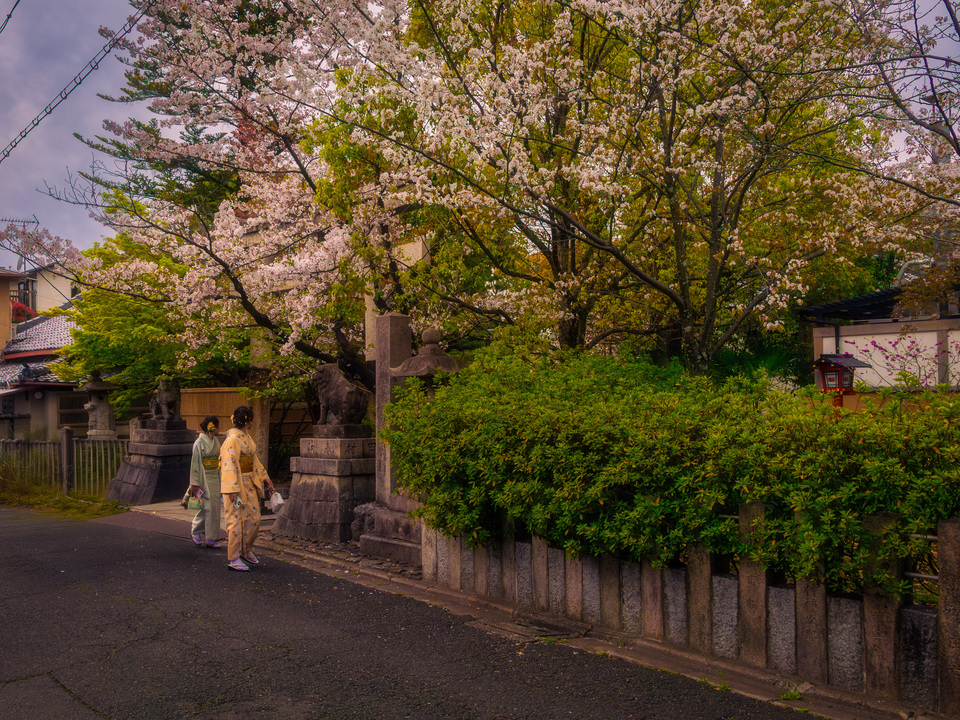 Women in Yukata Under Cherry Blossoms