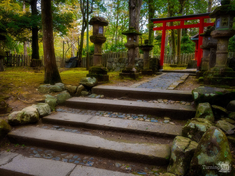 Torii Gate in Nara Forest