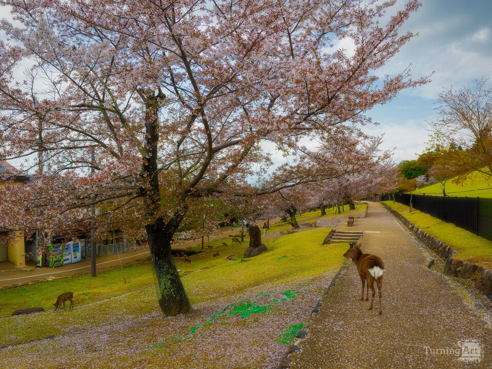 Cherry Blossoms and Deer in Nara Park