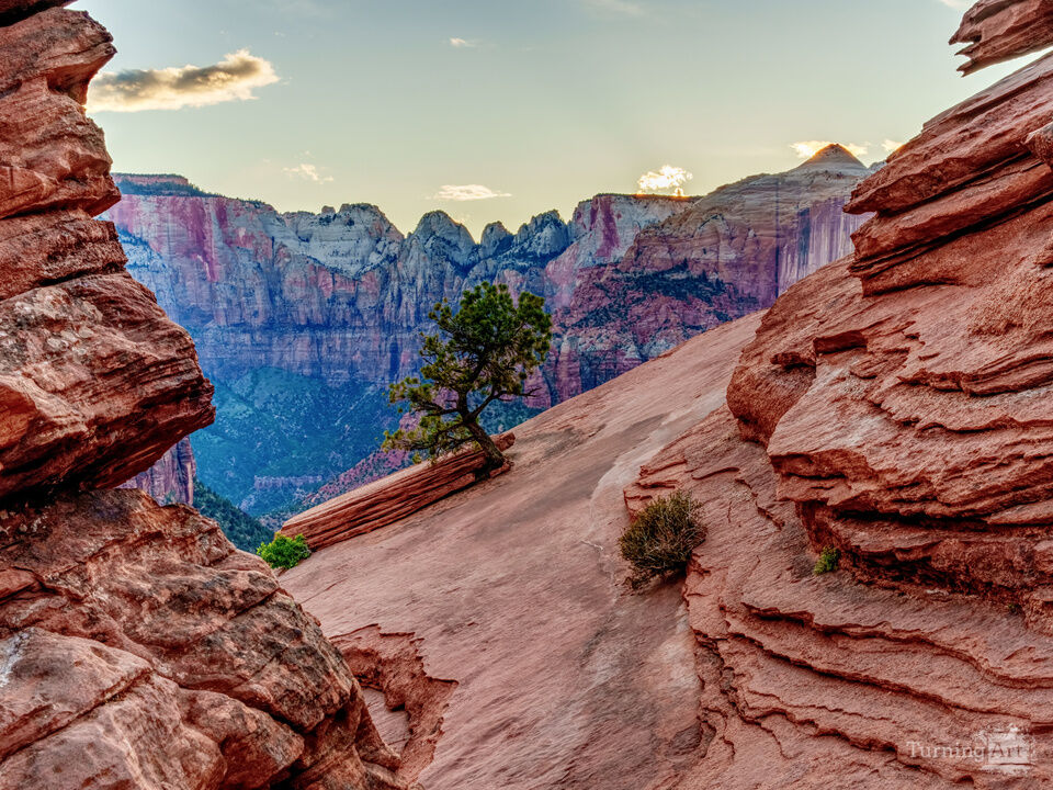 Cute Little Tree Zion Canyon Overlook