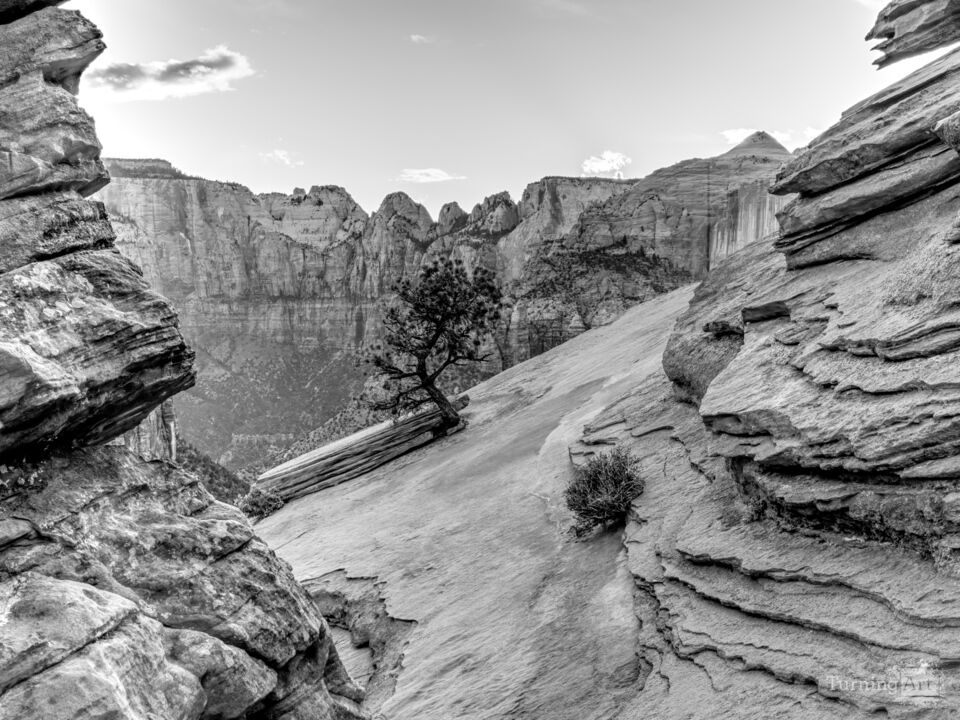 Cute Little Tree Zion Canyon Overlook Grayscale