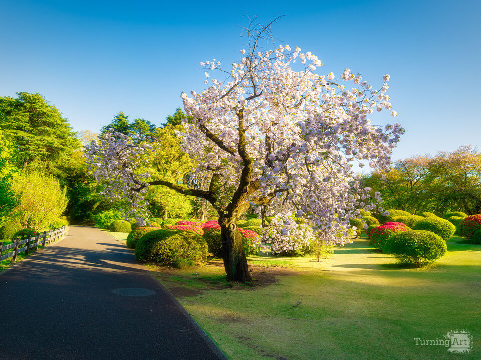 Cherry Blossom Tree in Shinjuku Garden