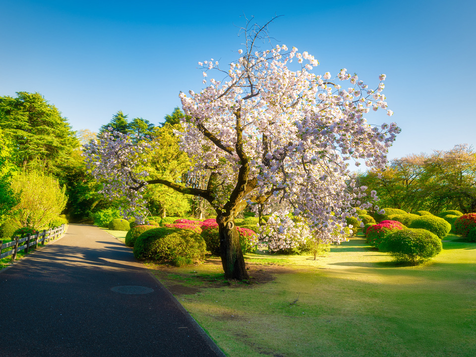 Cherry Blossom Tree in Shinjuku Garden