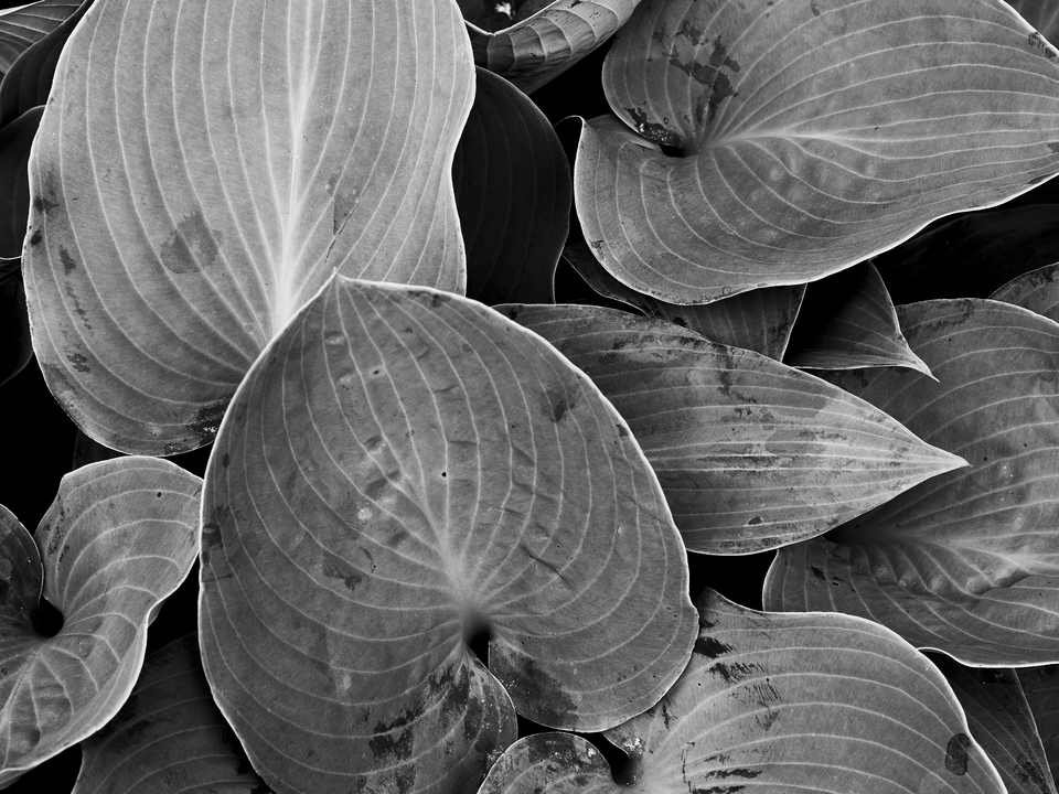 leaf study 105.