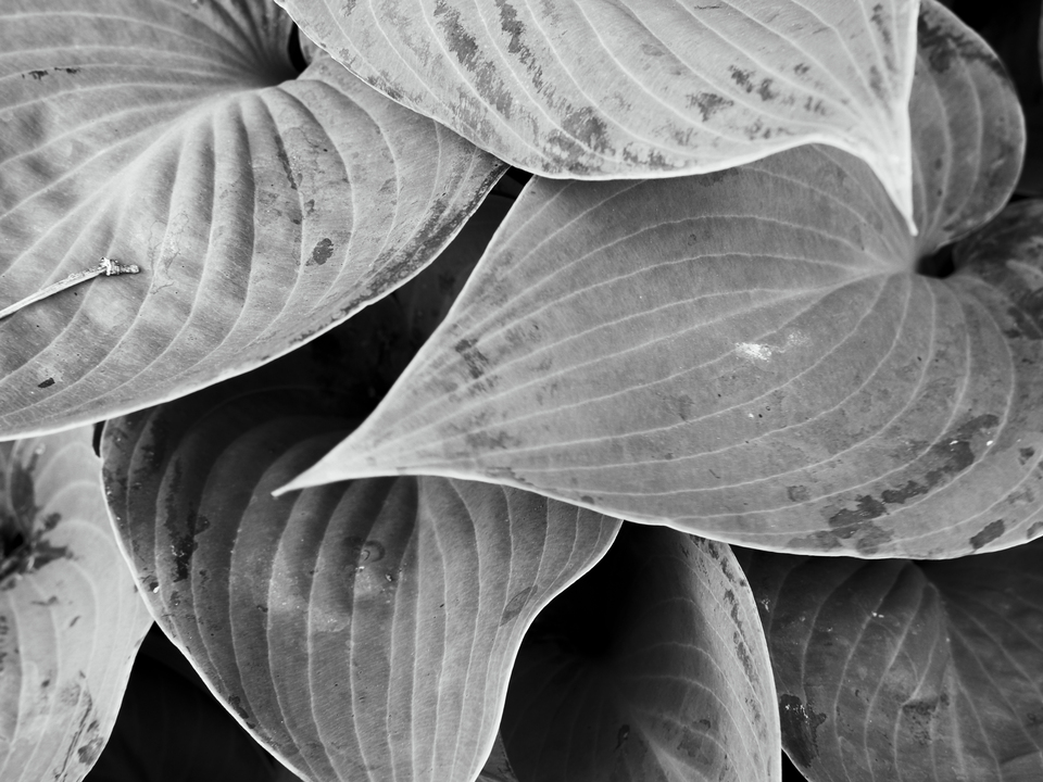 leaf study 106.