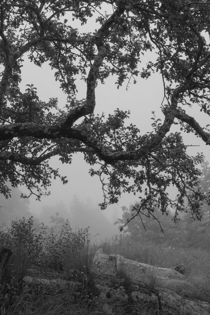 beyond the apple tree
